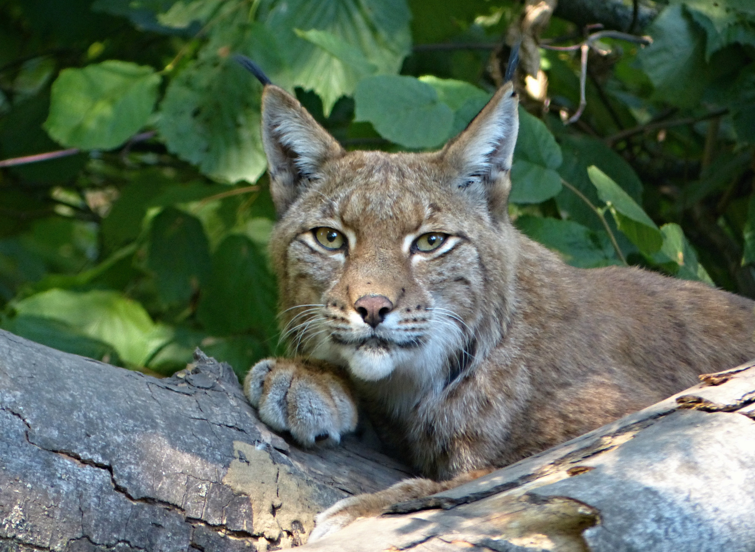 ** LUCHS **