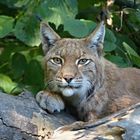 ** LUCHS **