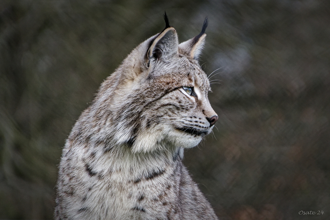 Luchs