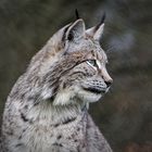 Luchs