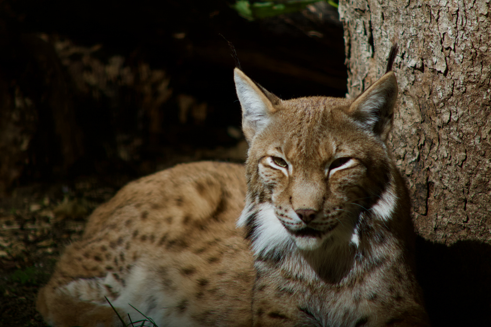 Luchs