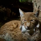 Luchs