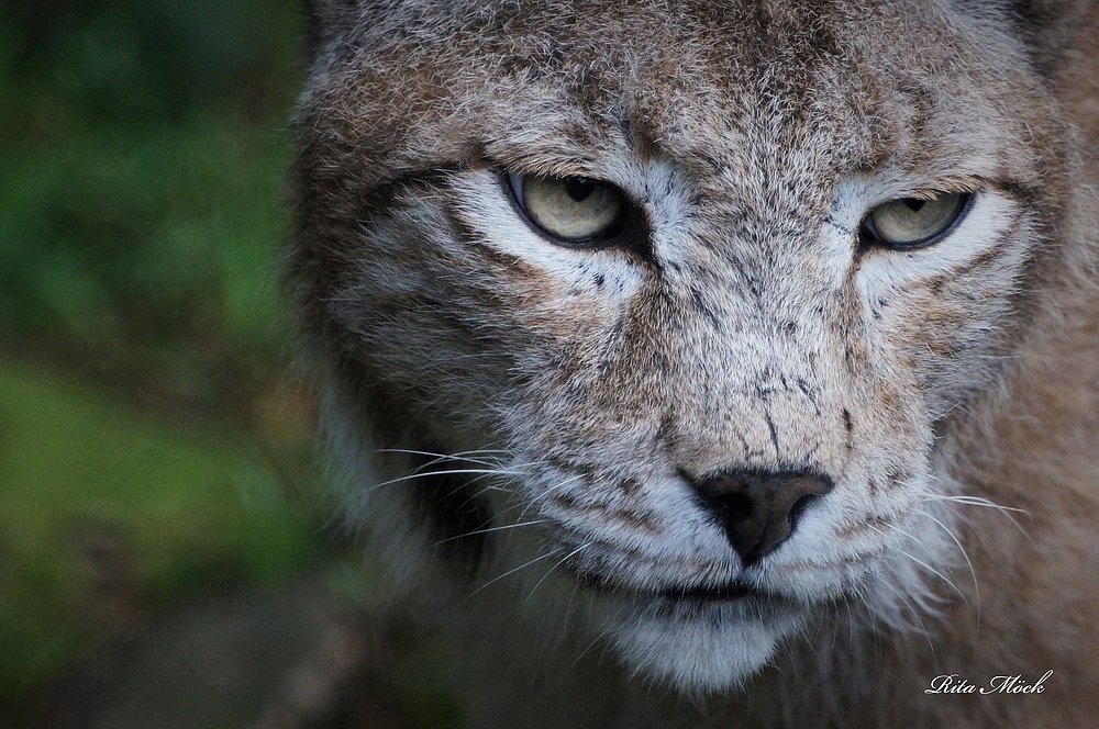 Luchs......