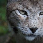 Luchs......