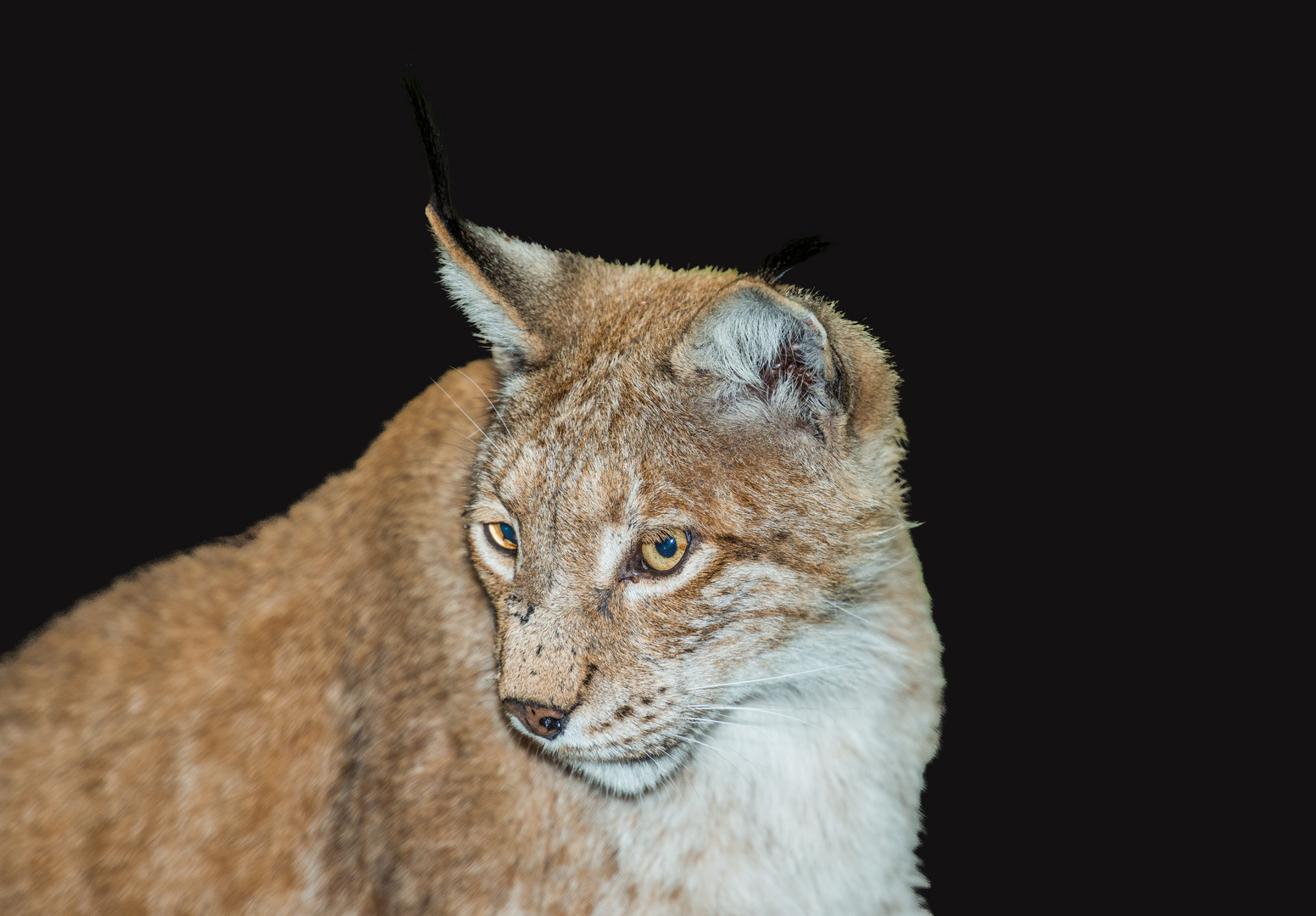 Luchs