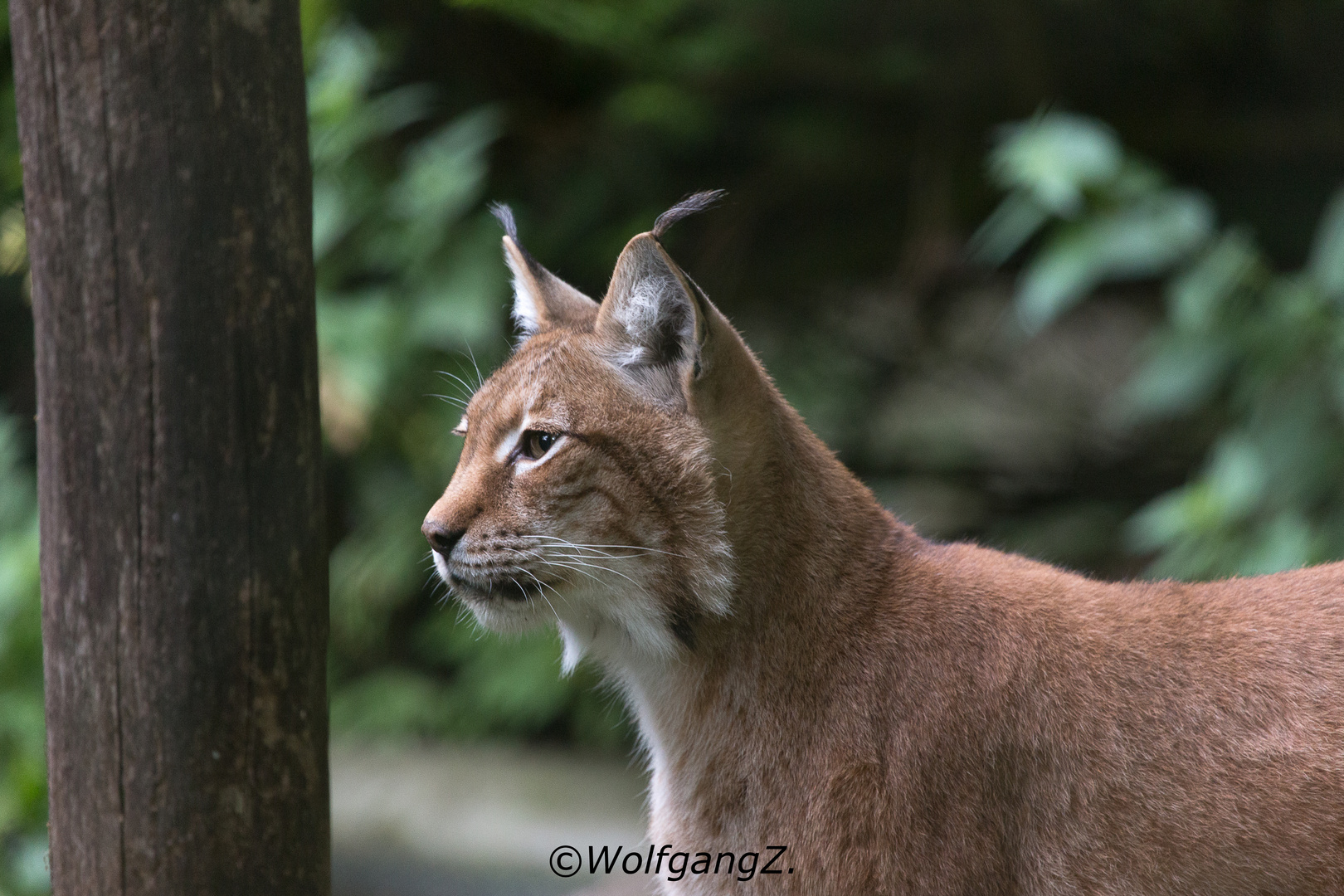 Luchs