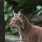 Luchs