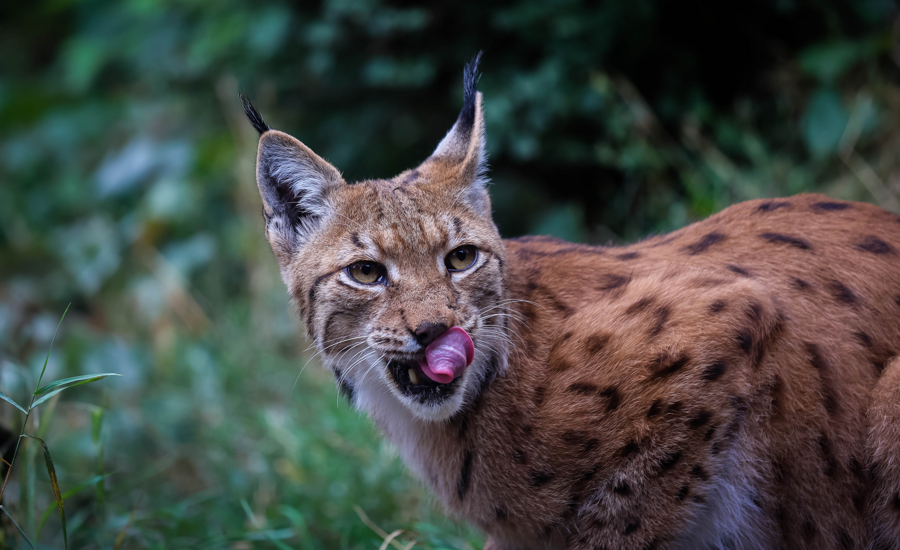 Luchs