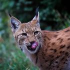 Luchs