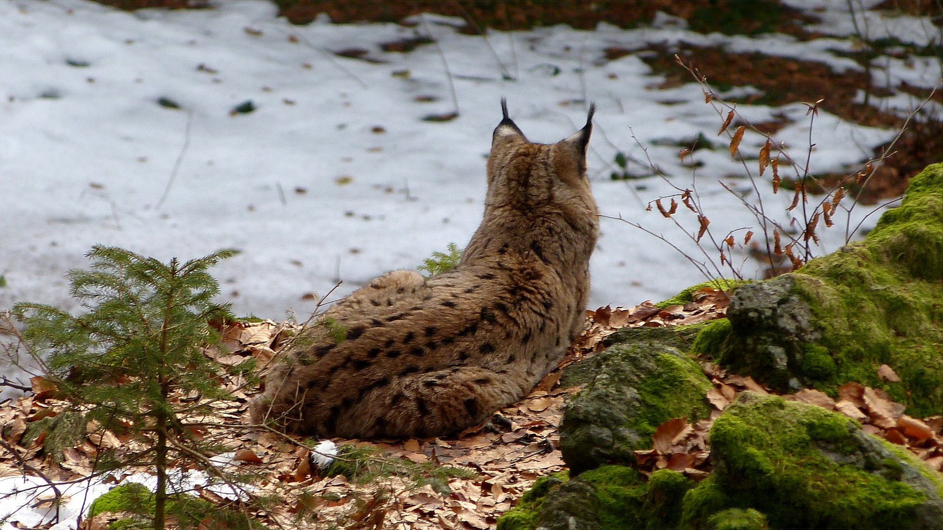 Luchs