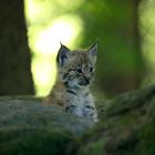 Luchs