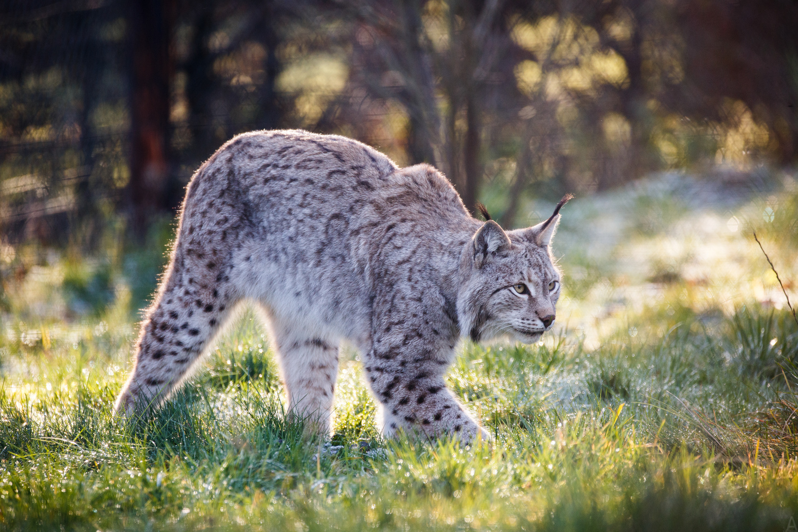 Luchs