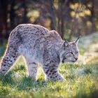 Luchs