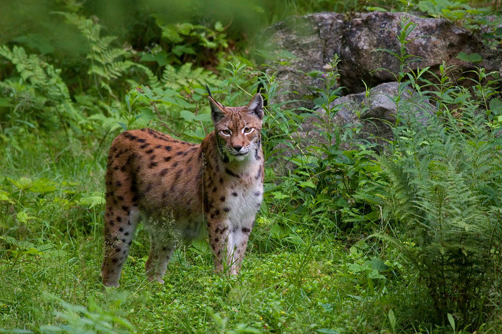 Luchs