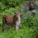 Luchs