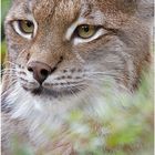 ~ Luchs ~