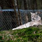 Luchs