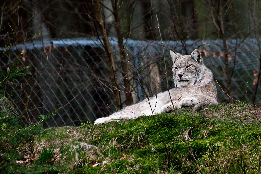 Luchs von Gandos 