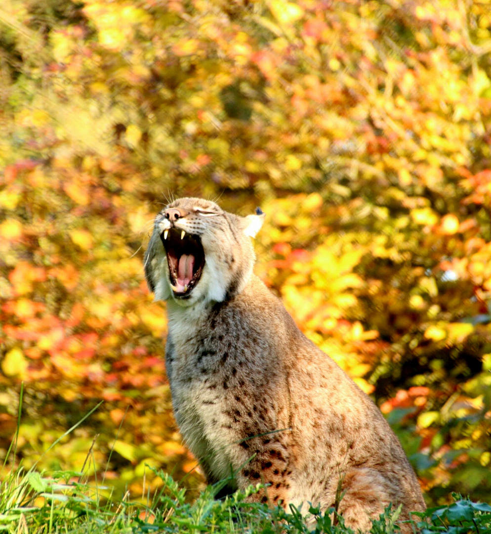 Luchs