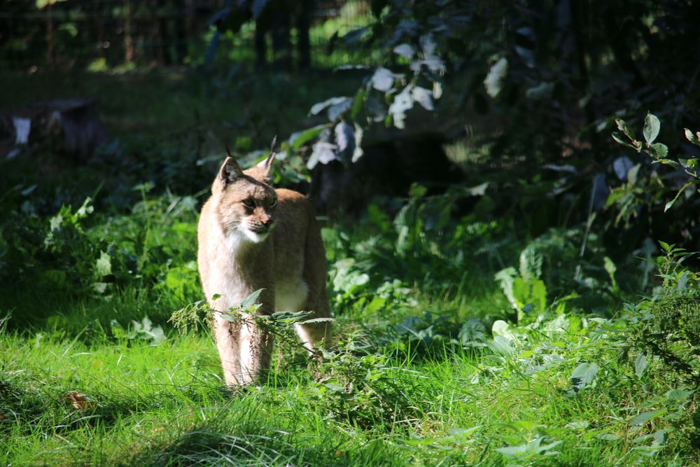 Luchs