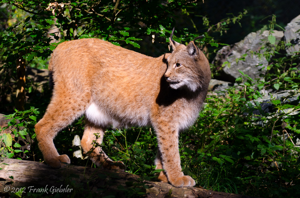 Luchs