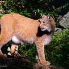 Luchs