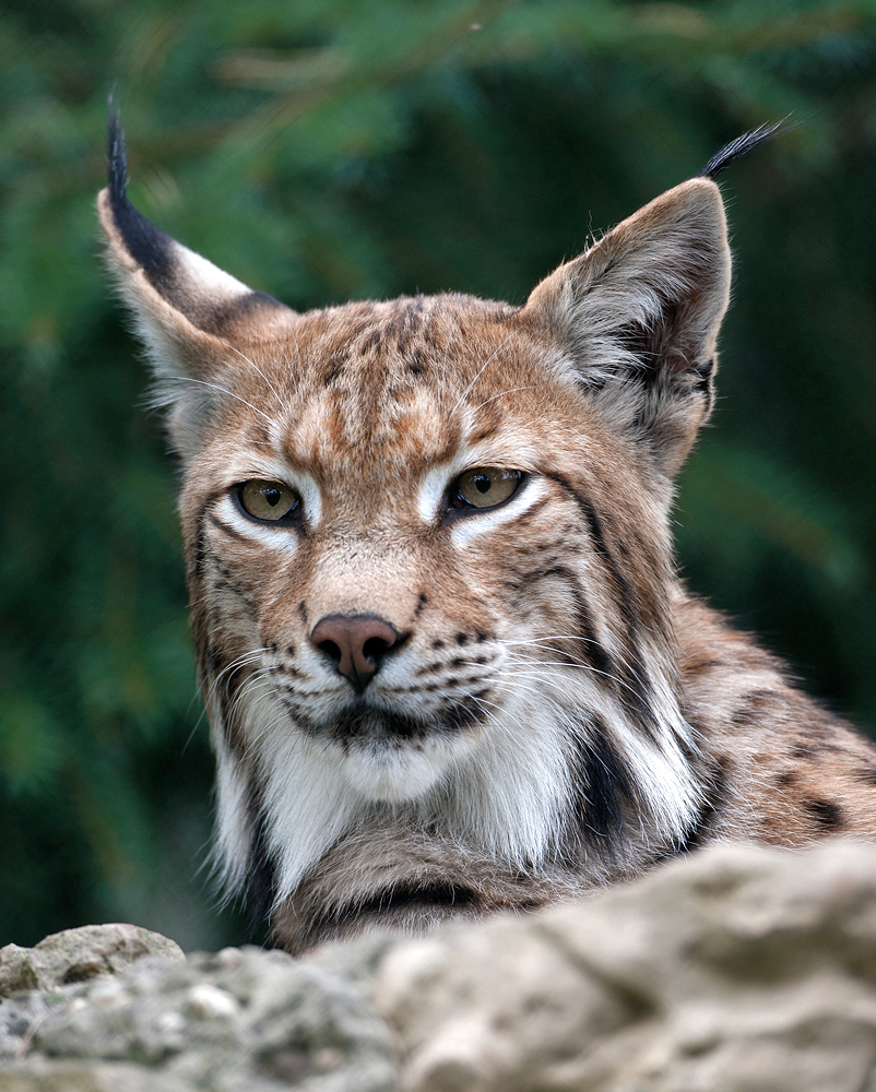 Luchs