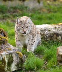 Luchs