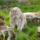 Luchs