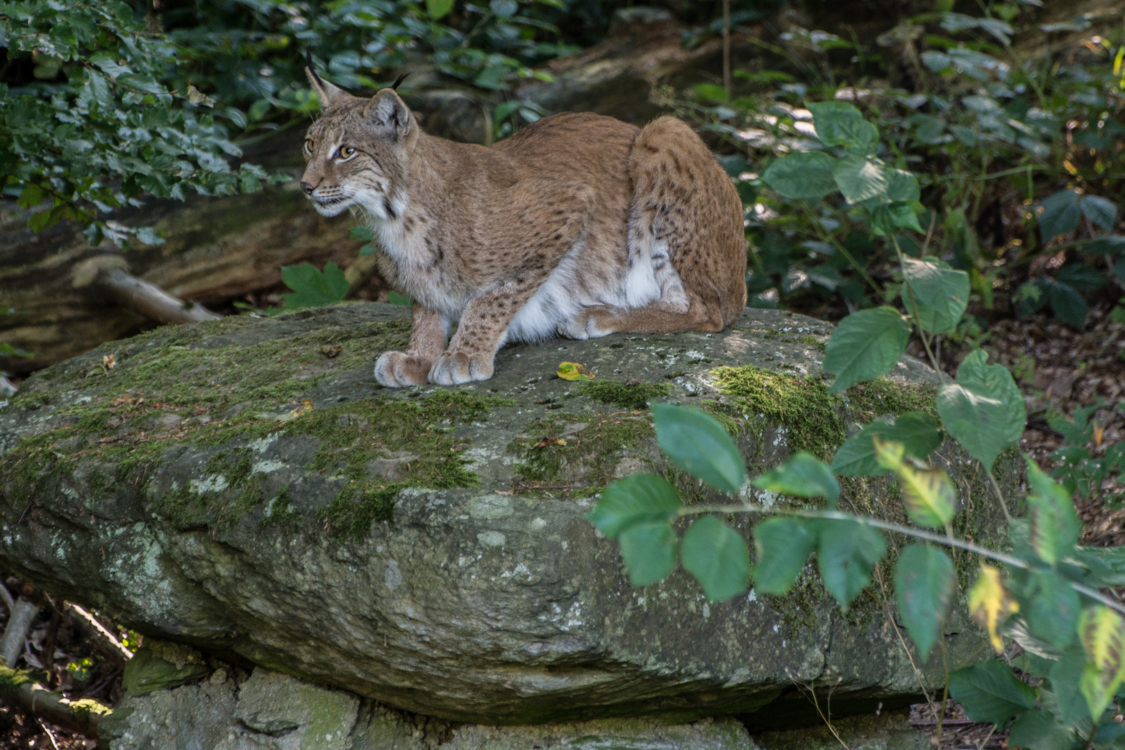 Luchs