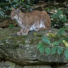 Luchs