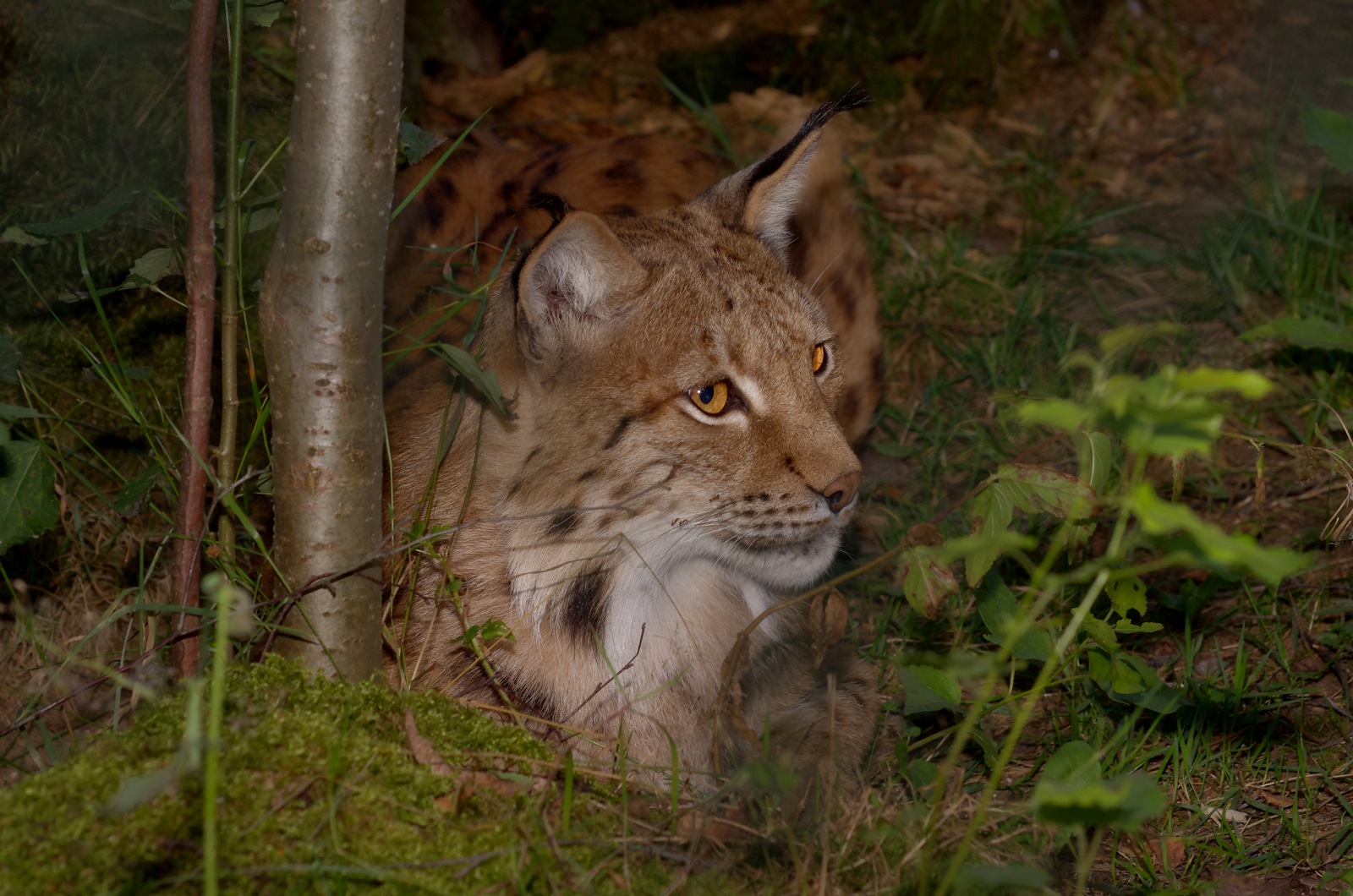 Luchs