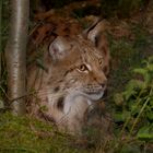 Luchs