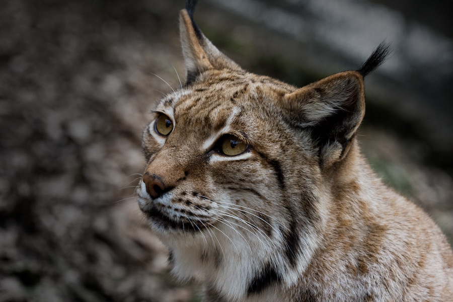 Luchs