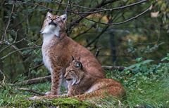 Luchs 