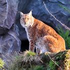 Luchs