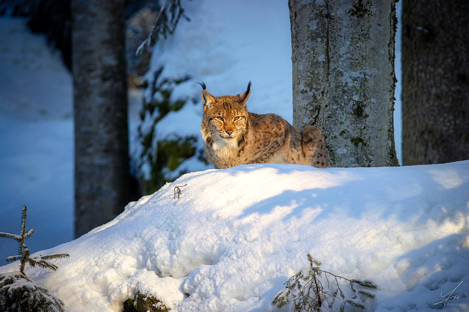 Luchs