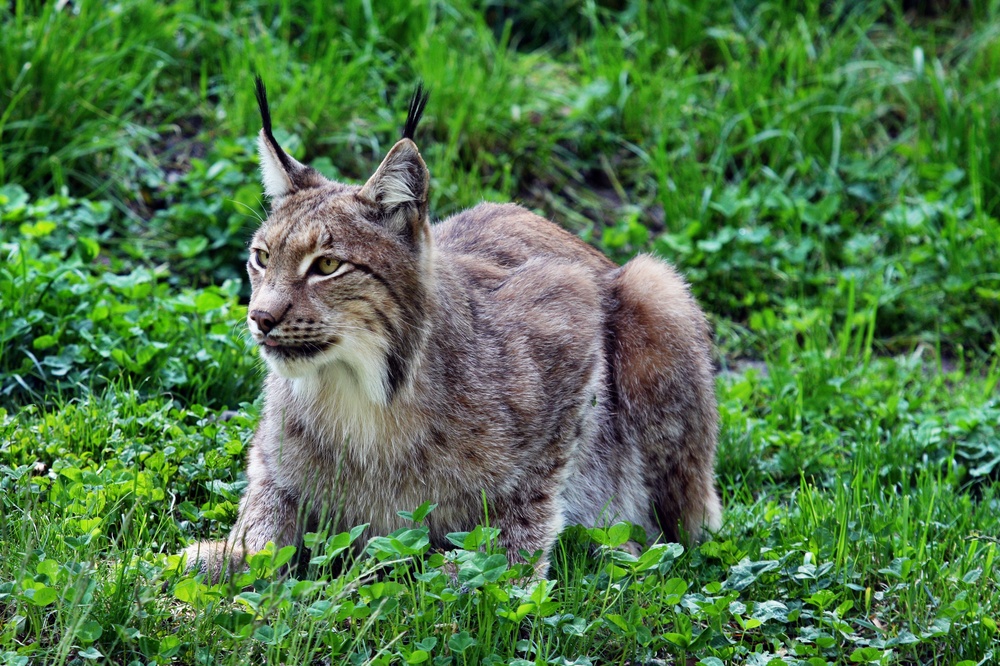 Luchs