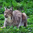 Luchs