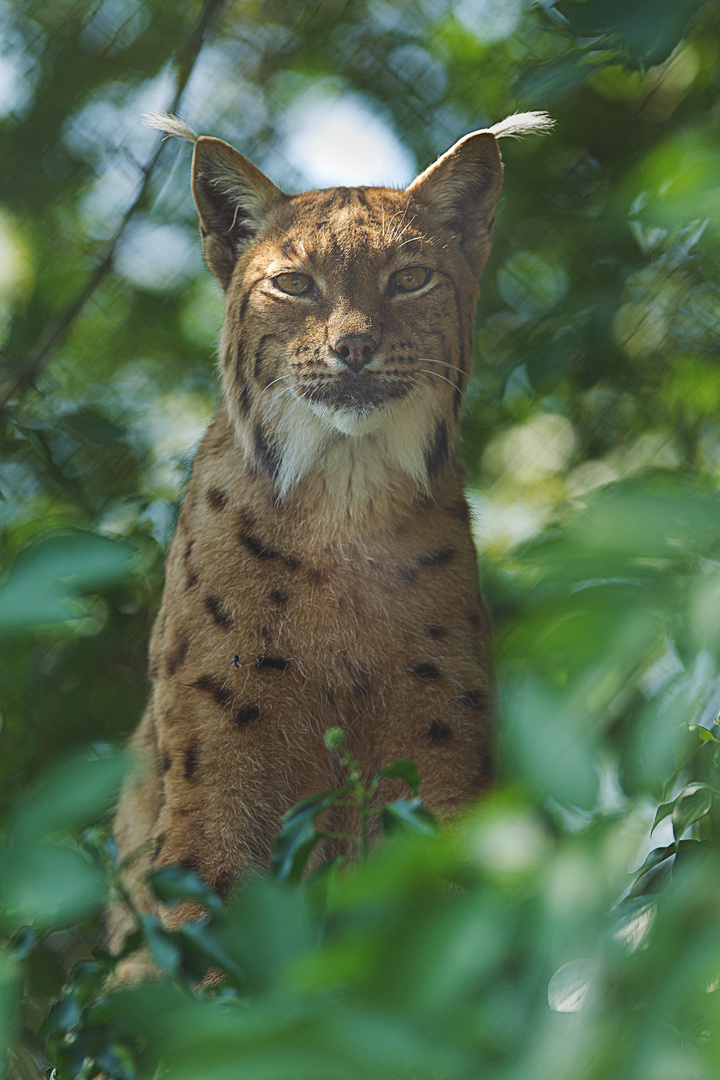 Luchs