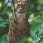 Luchs