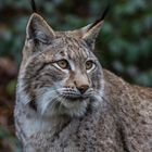 Luchs