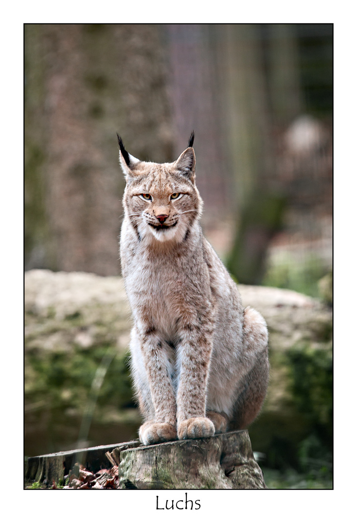 Luchs