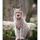 Luchs