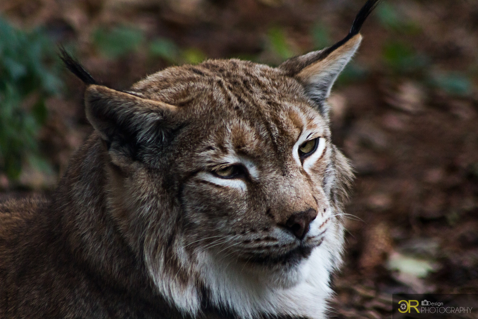 Luchs