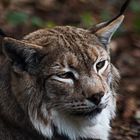 Luchs