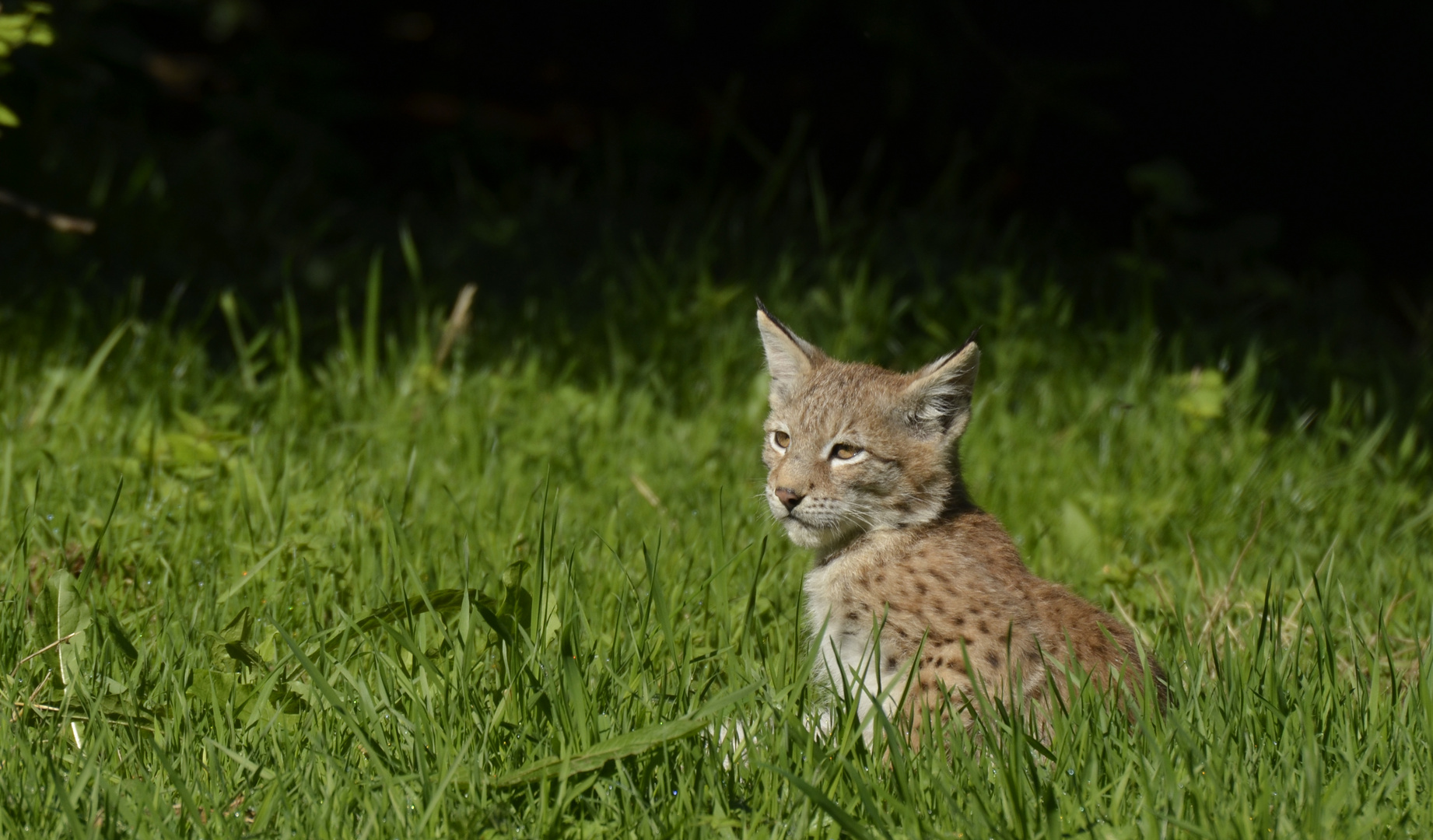 Luchs