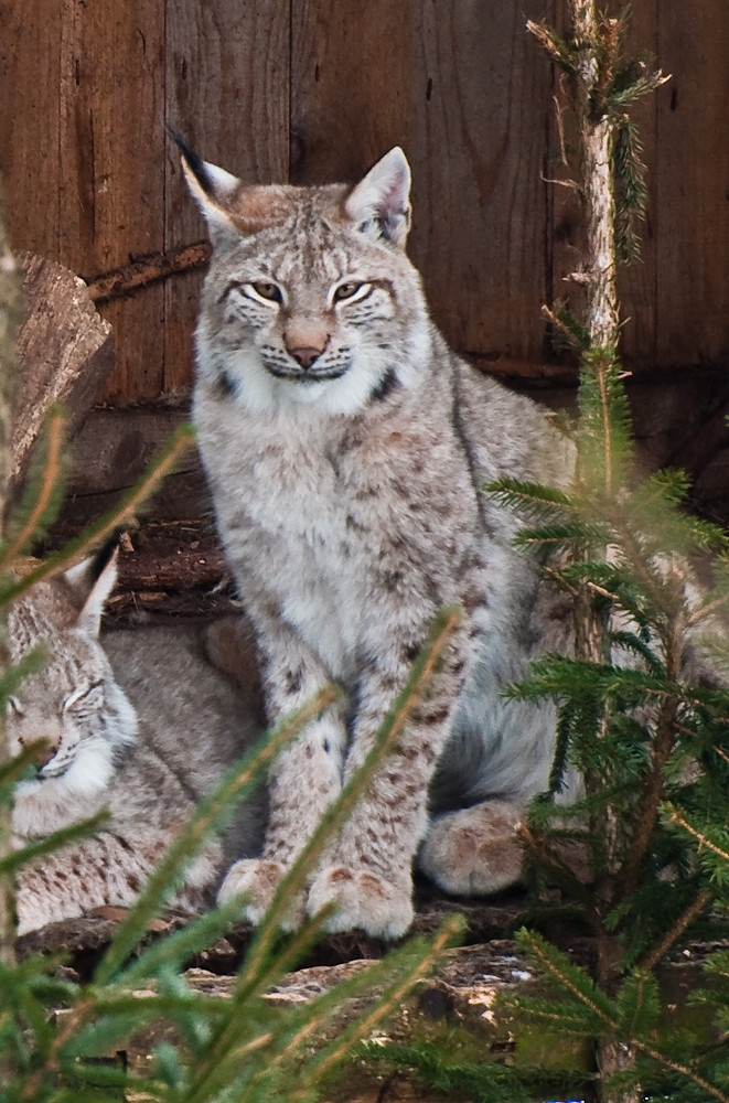 Luchs