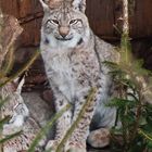 Luchs