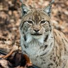 Luchs